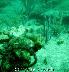 Christmas Tree worms on the coral on the inside reef at L... by Michael Kovach 